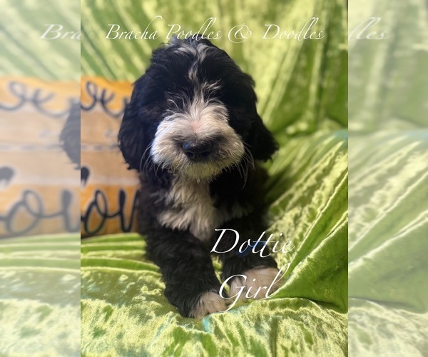 Medium Photo #1 Golden Mountain Doodle  Puppy For Sale in SAINT CLOUD, MN, USA