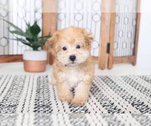 Yo-Chon Puppy for sale in NAPLES, FL, USA