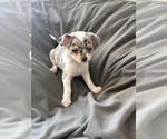 Small Photo #6 Chihuahua Puppy For Sale in MARCUS, IA, USA