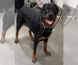 Rottweiler Dogs for adoption in Forestville, MD, USA