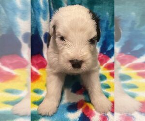 Old English Sheepdog Puppy for sale in WAKE FOREST, NC, USA