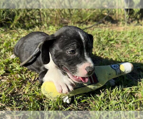 Medium Photo #6 Bulldog-Unknown Mix Puppy For Sale in Tarrytown, GA, USA
