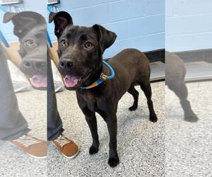 American Staffordshire Terrier-Eurasier Mix Dogs for adoption in Front Royal, VA, USA