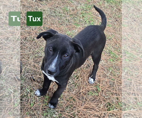 Medium Photo #3 Labrador Retriever-Unknown Mix Puppy For Sale in Alexander, AR, USA