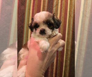 Cockapoo-ShihPoo Mix Puppy for sale in ARVADA, CO, USA