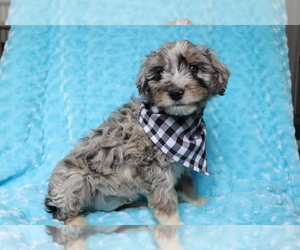 Aussie-Poo Puppy for sale in SHILOH, OH, USA