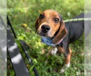Beagle-Unknown Mix Dogs for adoption in Warrenton, VA, USA