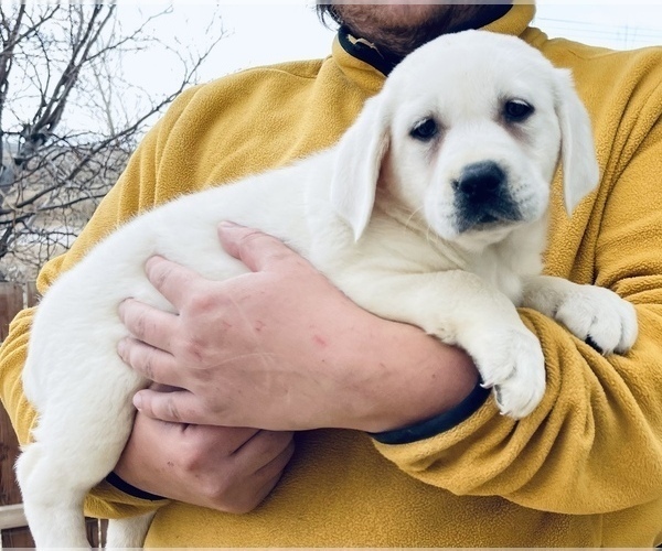 Medium Photo #3 Labrador Retriever Puppy For Sale in PALMDALE, CA, USA