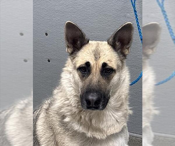 Medium Photo #1 German Shepherd Dog-Unknown Mix Puppy For Sale in Las Vegas, NV, USA