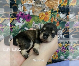 Schnauzer (Miniature) Puppy for sale in WINNSBORO, LA, USA