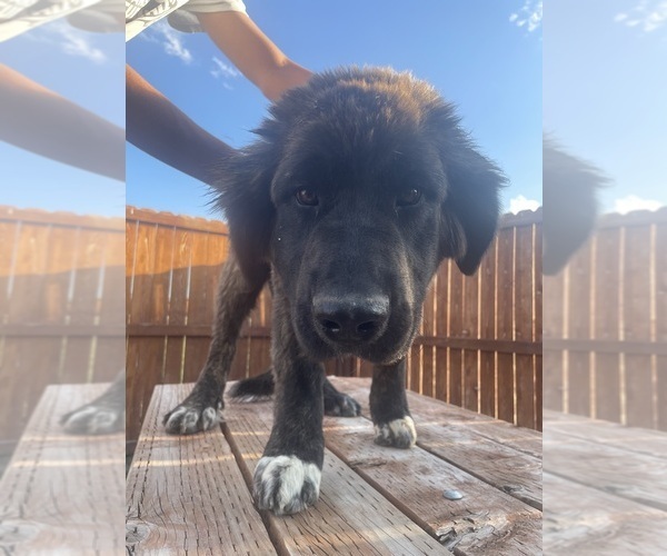 Medium Photo #1 Kangal Dog-Leonberger Mix Puppy For Sale in DILLON, MT, USA