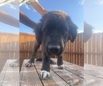 Small Photo #1 Kangal Dog-Leonberger Mix Puppy For Sale in DILLON, MT, USA
