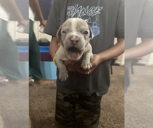 American Bully Puppy for sale in RICHMOND, VA, USA