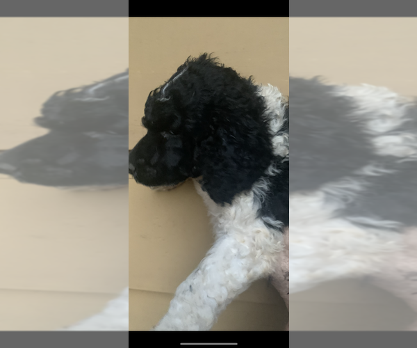 Medium Photo #10 Poodle (Standard) Puppy For Sale in VENETA, OR, USA