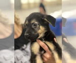 Small #2 German Shepherd Dog