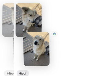 Great Pyrenees-Unknown Mix Dogs for adoption in Stover, MO, USA