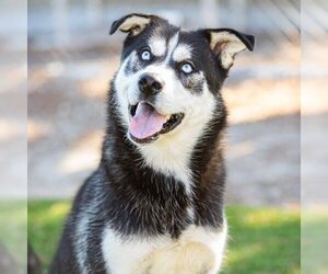 Siberian Husky-Unknown Mix Dogs for adoption in Camarillo, CA, USA
