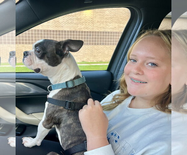 Medium Photo #3 Boston Terrier Puppy For Sale in Dumont, NJ, USA