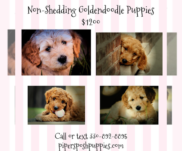 Medium Photo #2 Goldendoodle Puppy For Sale in LISBON, OH, USA