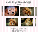 Small Photo #2 Goldendoodle Puppy For Sale in LISBON, OH, USA