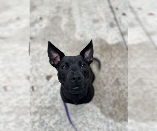 Medium Photo #20 Chinese Shar-Pei-Labrador Retriever Mix Puppy For Sale in Holly Springs, NC, USA