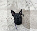 Small #19 Chinese Shar-Pei-Labrador Retriever Mix