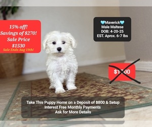 Maltese Puppy for sale in TUCSON, AZ, USA