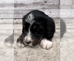 Small #3 Bernedoodle