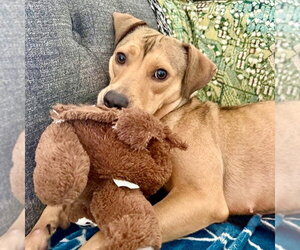 Carolina - Female Mutt Dog for Adoption - Photo #14