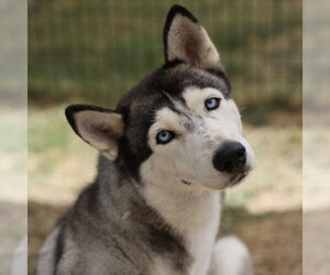 Siberian Husky Dogs for adoption in San Antonio, TX, USA