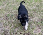 Puppy Shaggy German Shepherd Dog