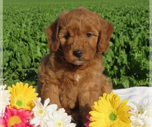 Miniature Bernedoodle Puppy for sale in HANCOCK, MN, USA