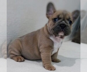 French Bulldog Puppy for sale in TAMPA, FL, USA