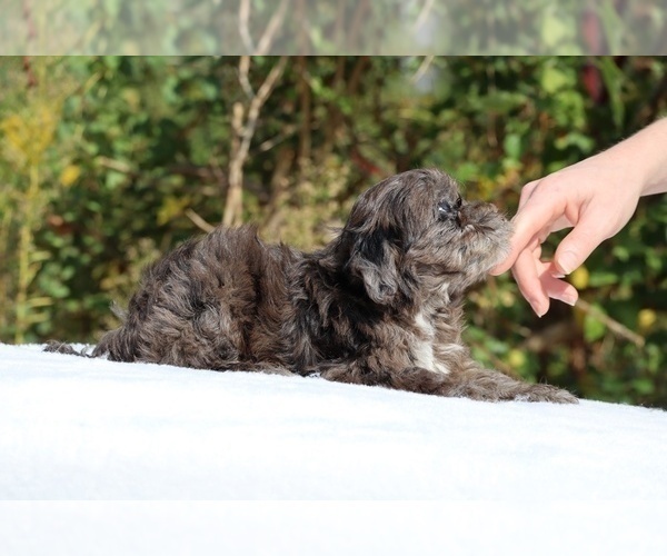 Medium Photo #60 ShihPoo Puppy For Sale in DYERSBURG, TN, USA