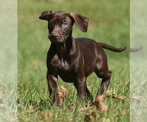 Fila - Female Chocolate Labrador retriever-Pointer Mix Dog for Adoption - Photo #4