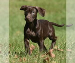 Small Photo #4 Chocolate Labrador retriever-Pointer Mix Puppy For Sale in Mechanicsburg, PA, USA