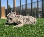 Small #14 French Bulldog