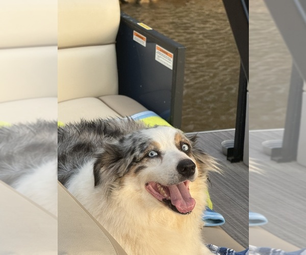 Medium Photo #1 Australian Shepherd Puppy For Sale in WHITAKERS, NC, USA