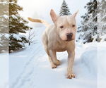 Small #2 American Bulldog