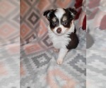 Small Photo #10 Miniature Australian Shepherd Puppy For Sale in ADAIR VILLAGE, OR, USA