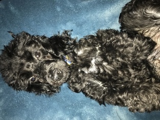 Poodle (Toy) Puppy for sale in READING, PA, USA