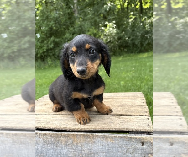 Medium Photo #2 Dachshund Puppy For Sale in MIDDLEBURY, IN, USA
