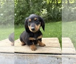 Small #1 Dachshund