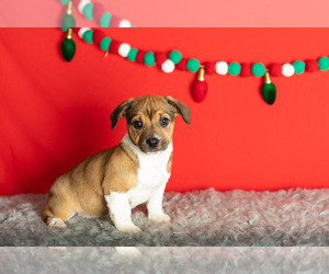 Alapaha Blue Blood Bulldog-Jack Russell Terrier Mix Puppy for Sale in MILLERSBURG, Indiana USA