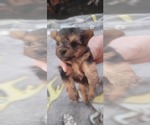 Small Photo #286 Yorkshire Terrier Puppy For Sale in AKRON, OH, USA