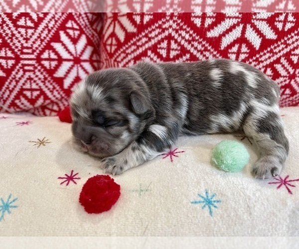 Medium Photo #16 French Bulldog Puppy For Sale in MYRTLE BEACH, SC, USA