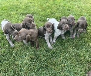 German Shorthaired Pointer Puppy for Sale in LOGAN, Utah USA