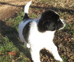 Small Photo #14 Newfoundland Puppy For Sale in MECHANICSVILLE, MD, USA