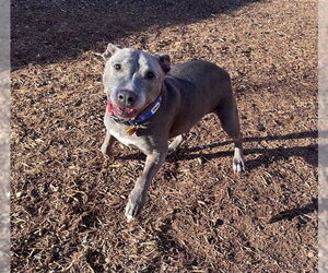 Mutt Dogs for adoption in Plano, TX, USA