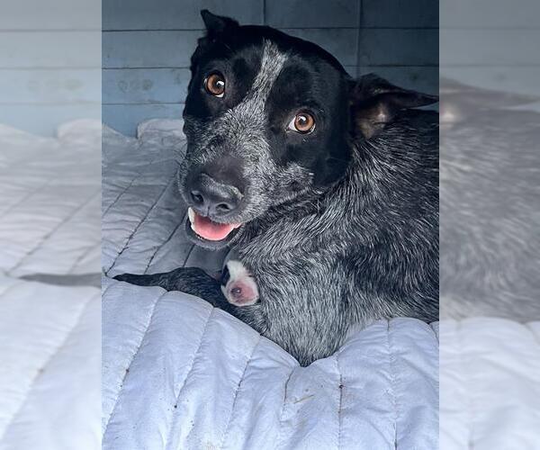 Medium Photo #1 Mutt Puppy For Sale in San Antonio, TX, USA